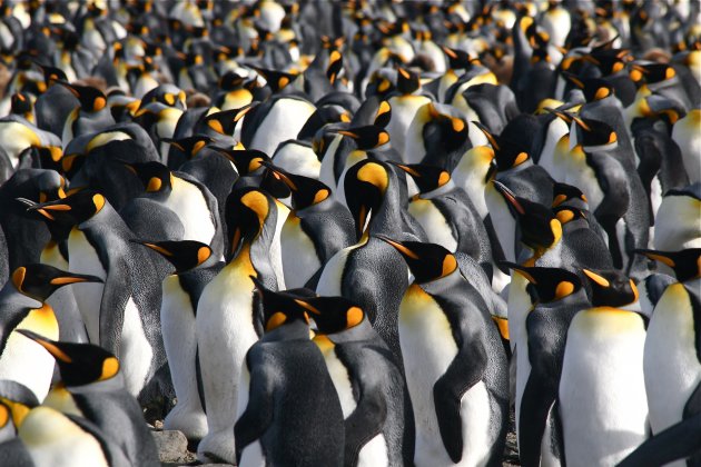 South Georgia, eiland van miljoenen pinguïns, zeeolifanten en andere diersoorten