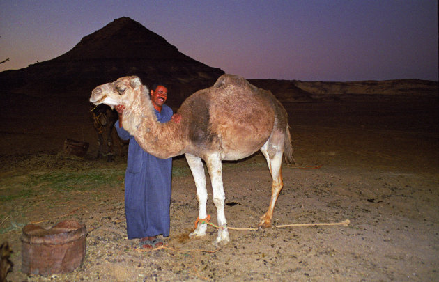 oudste kameel