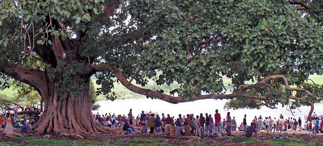 Awassa, apenboom vissershaven