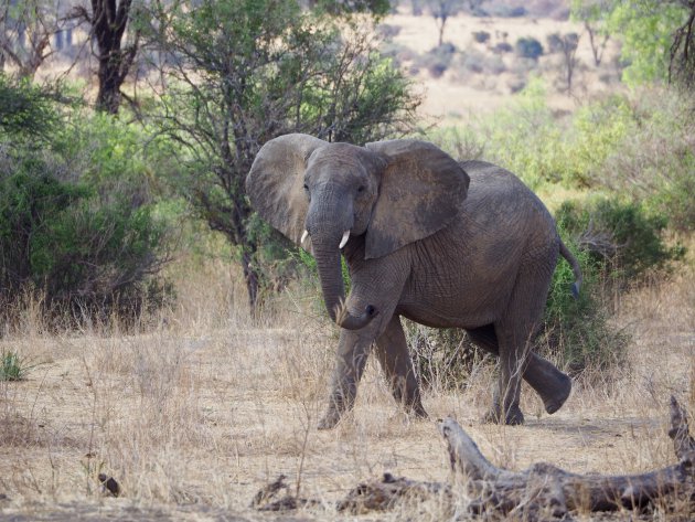 Olifanten spotten in het grootste natuurpark in Tanzania: Ruaha!