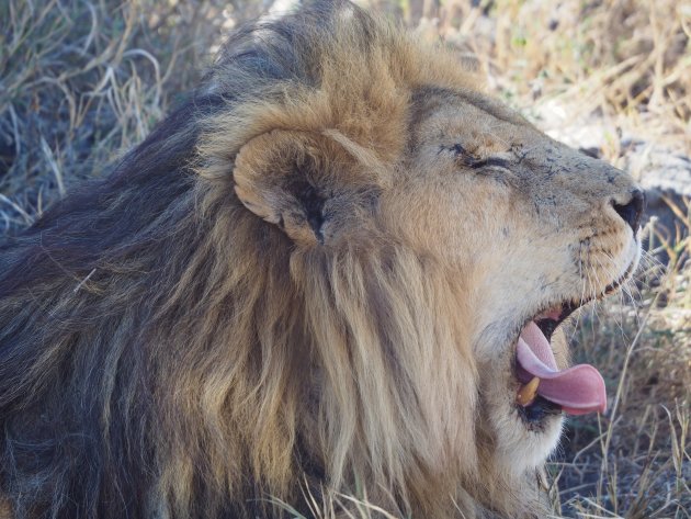 Leeuwen spotten op de Serengeti!