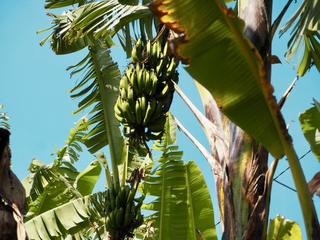 Bananenboom!