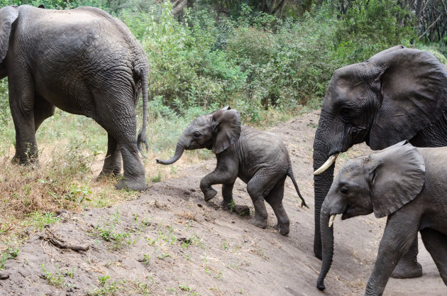 Familie olifant steekt over