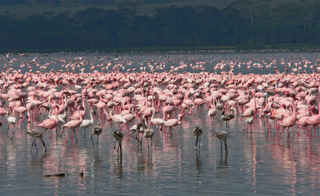 Flamingo's 