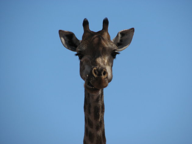 Giraf close-up
