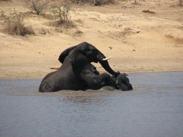 Zwemmende olifanten