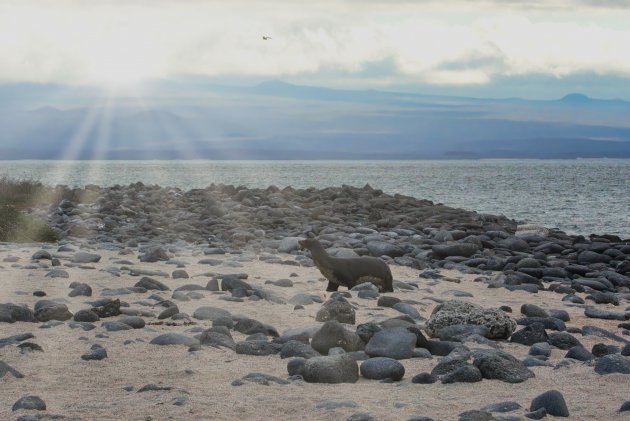 Zeeleeuw - vogel - zon -zee -Galapagos , wat wil je nog meer.