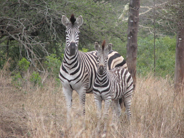 Moeder en zoon zebra