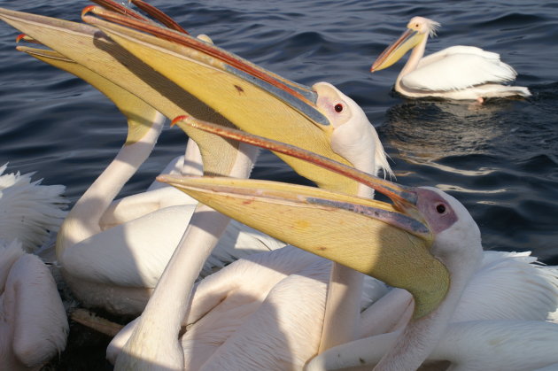 Pelikanen in Swakopmund