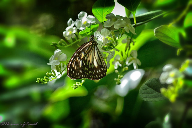 Vlinders op Bohol II