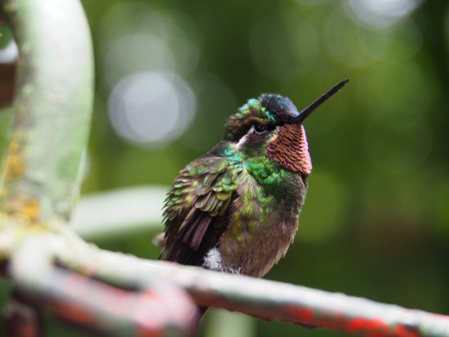 De kolibri
