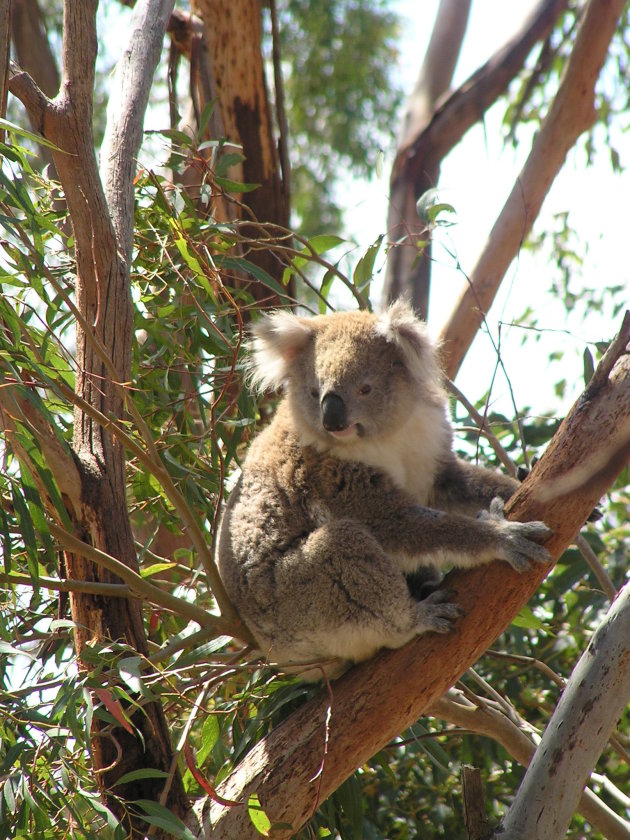 Koala op Kangaroo Island