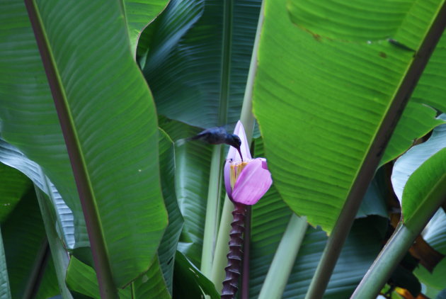 De kolibrie die in een bananenbloem voedsle zoekt