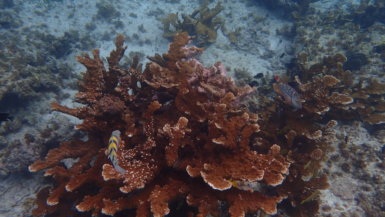 Koraal (onderwater wereld Mexico)
