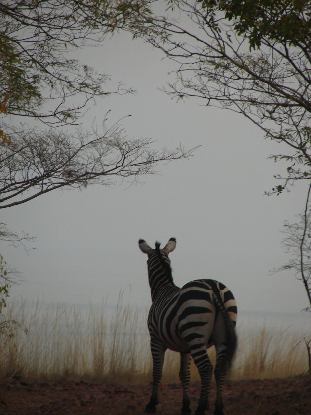 Zebra in de avondschemering
