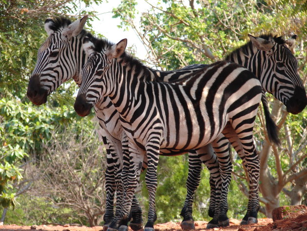 Zebra familie