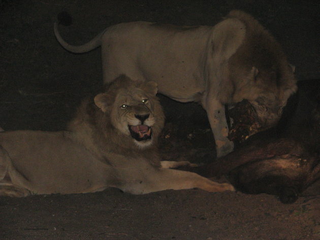Sabi Sabi Game Reserve, leeuwen eten