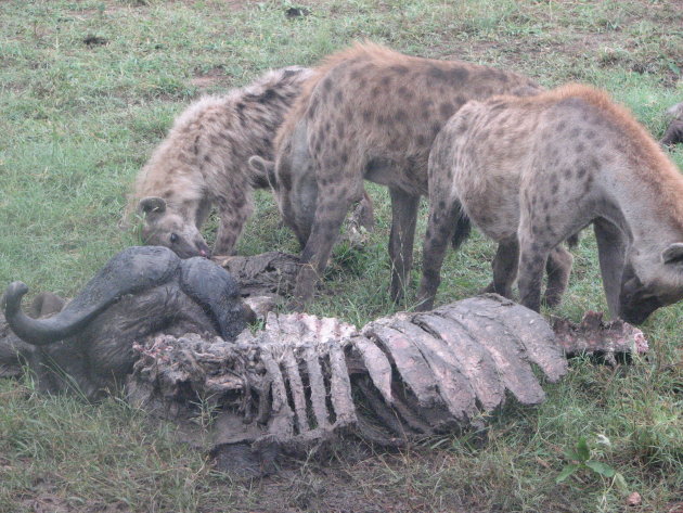 Vervolgens eten de hyena's de resten