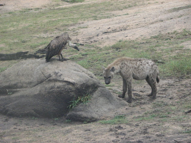 Hyena en gier
