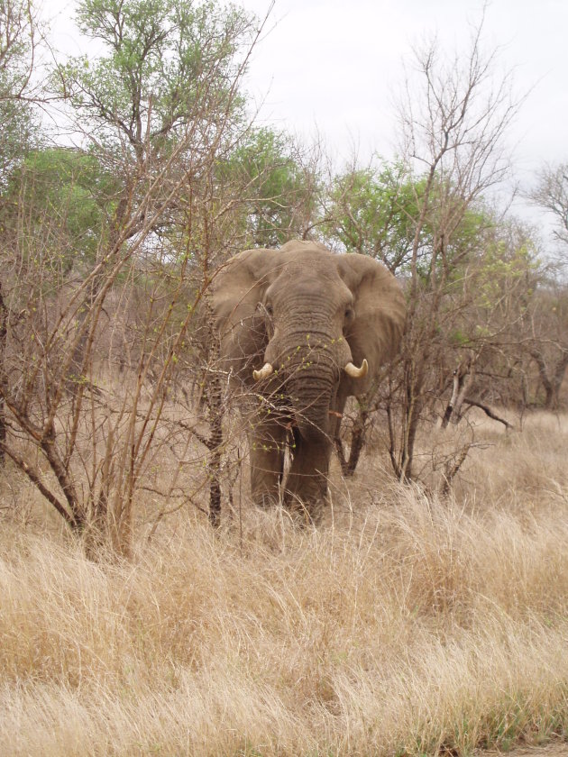 olifant in krugerpark