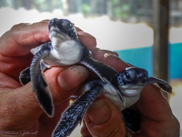 Schildpaddenfarm op Sri Lanka
