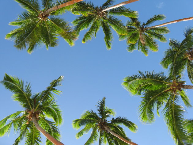 Mango Bay Palm Trees