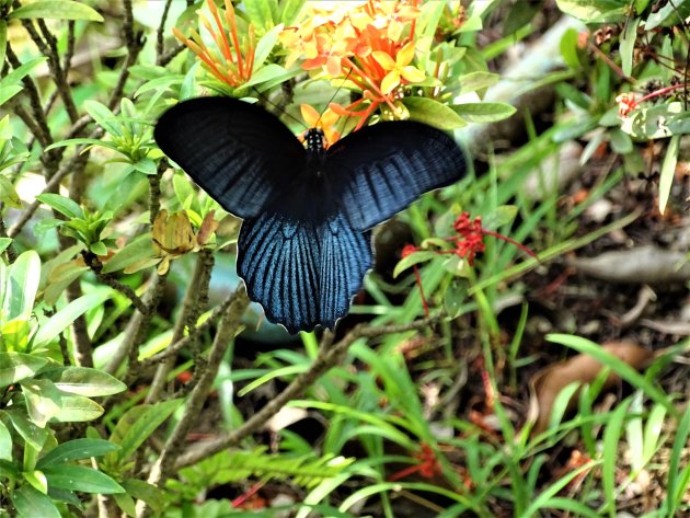 Prachtige vlinder.