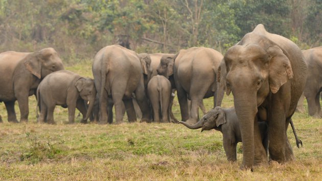 Geluk - Aziatische olifant in Manas National Park