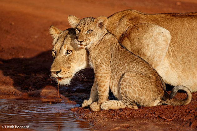 Leeuwin en welp drinken uit een regenplas - Zimanga GR - Zuid Afrika