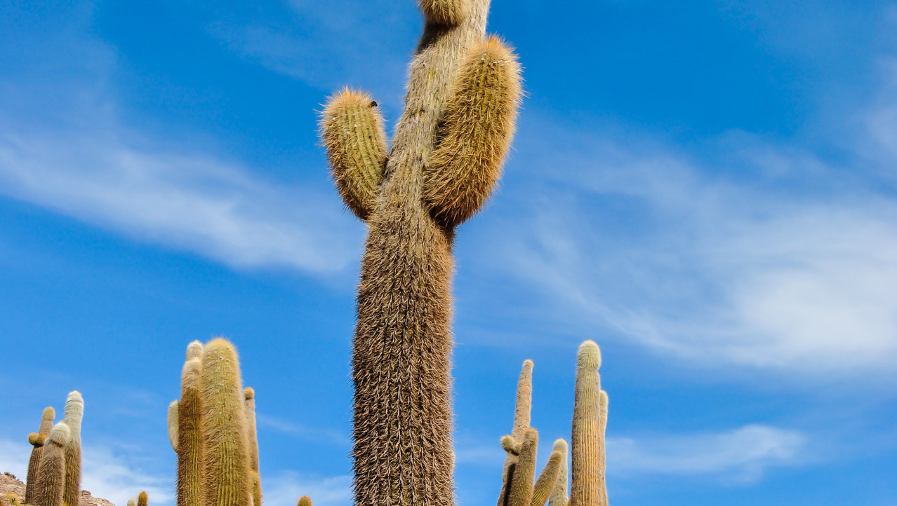 Het cactus eiland in het midden van de zoutvlakte