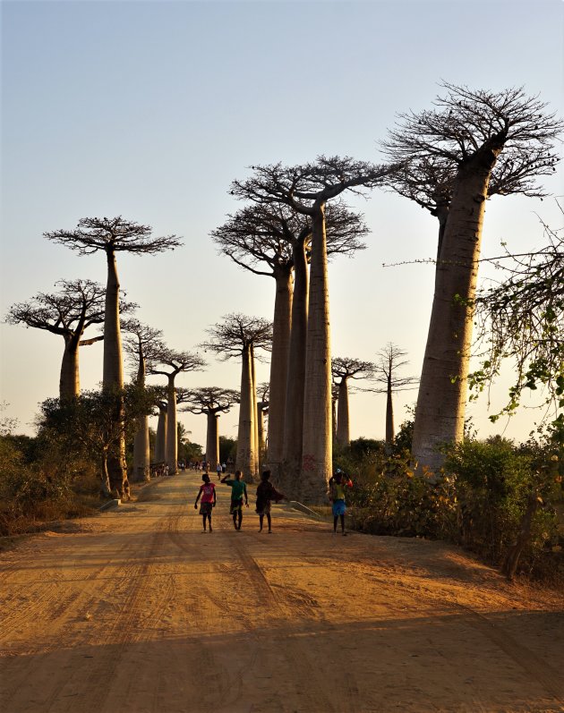 Baobablaan