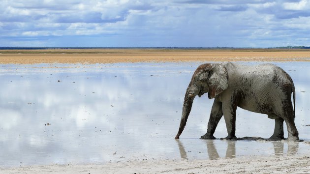 Eenzame olifant
