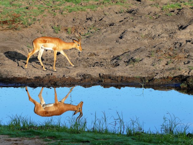 Spiegelbeeld in het Chobe Nationaal Park
