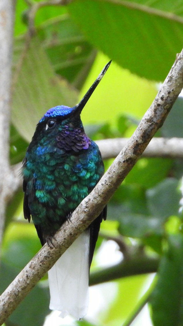 Kolibrie, White-tailed Starfrontlet, Witstaart kolibrie. Sierra Nevada de Santa Marta