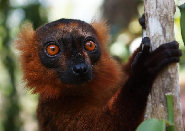 Rode vari Lemur