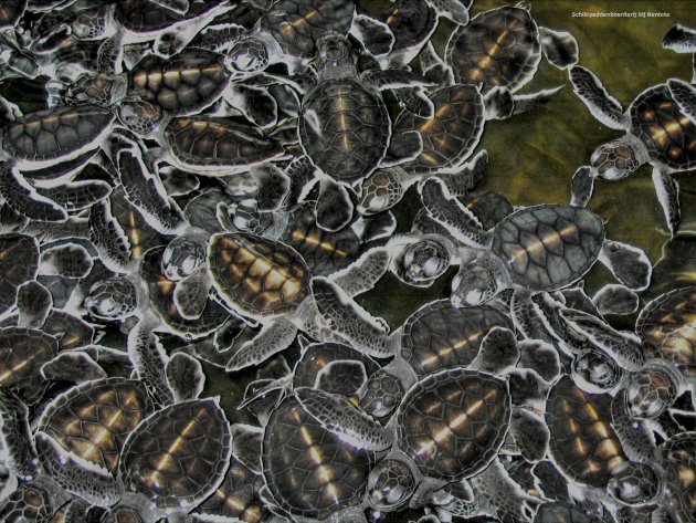Zeeschildpadjes