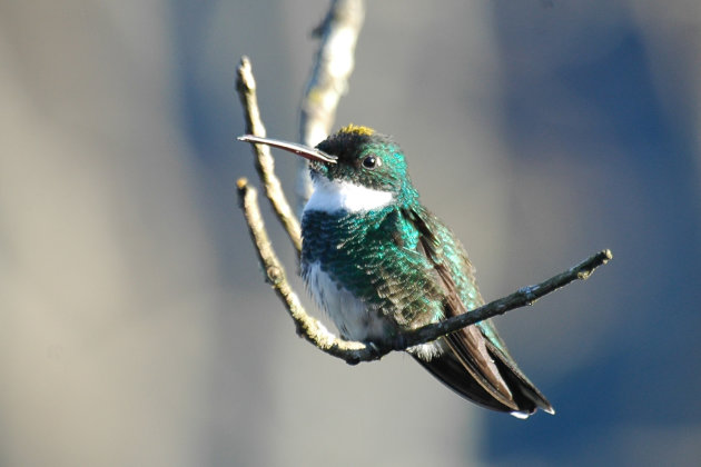 witkeel kolibri