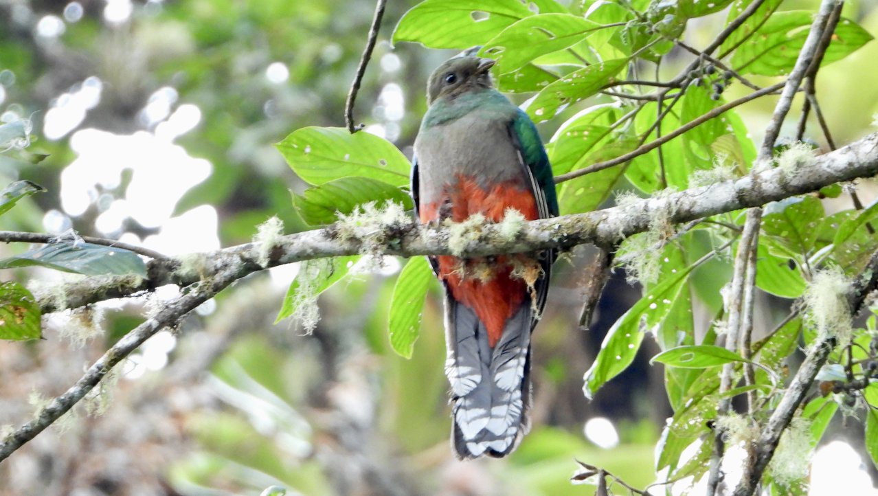 Quetzal, vrouwtje, een van de vele vogelsoorten