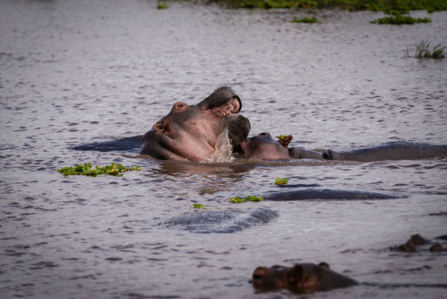 Hippo-pool