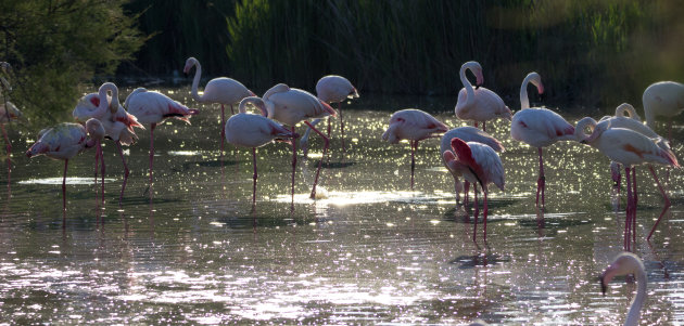 Mooie zonnestralen op de flamingo's