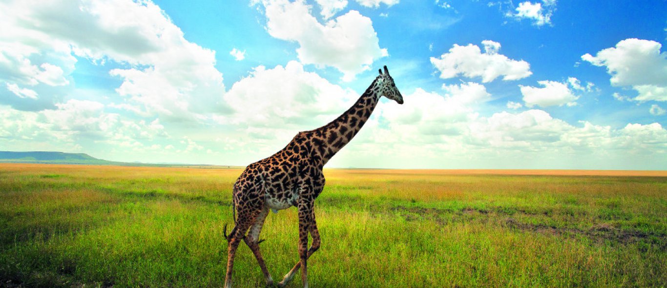 Bizar: giraffe overleeft leeuwenaanval van 4 uur image