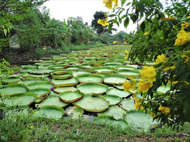 Amonrat Lotus garden.