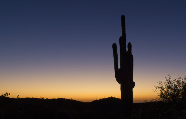 Saguaro cactus in Sonaran Desert