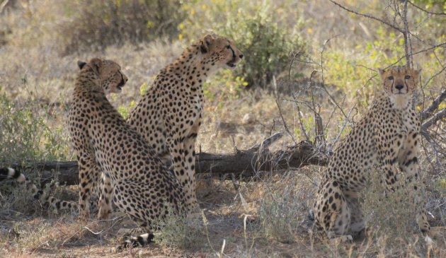 cheetahs in Samburu NP