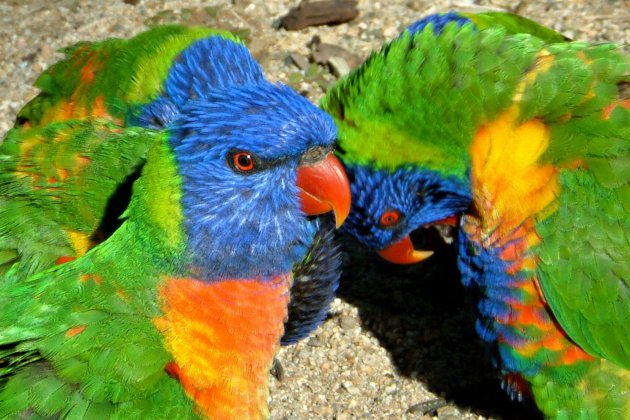Regenboog papegaaitjes