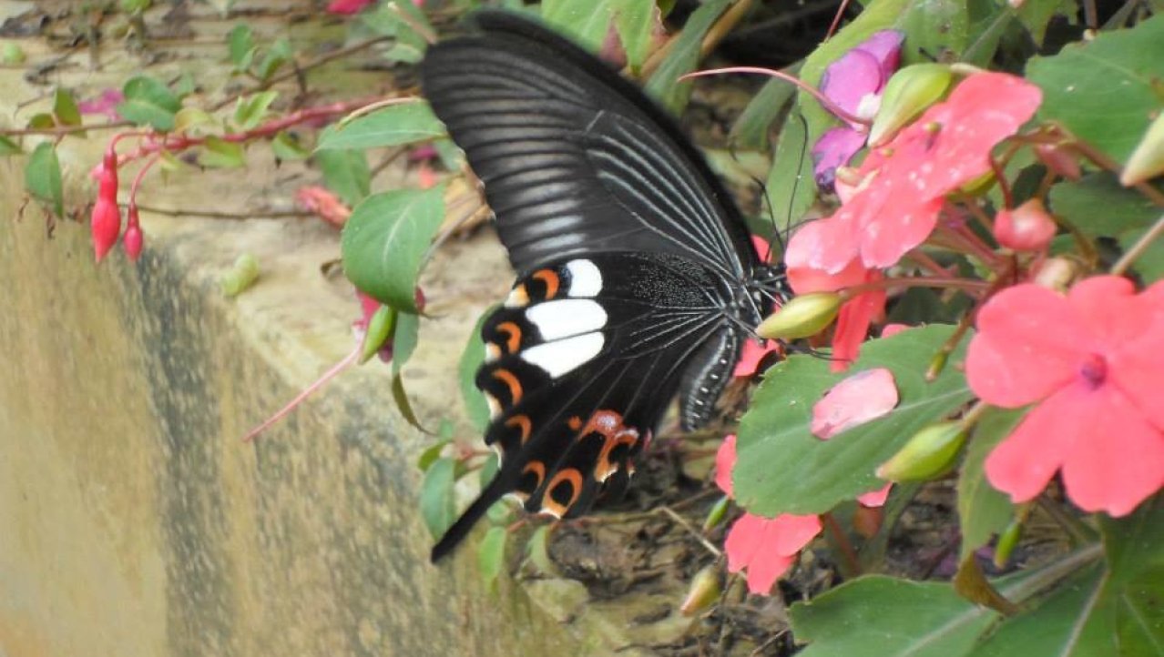 Prachtige grote vlinder in een bloementuin in Ilam