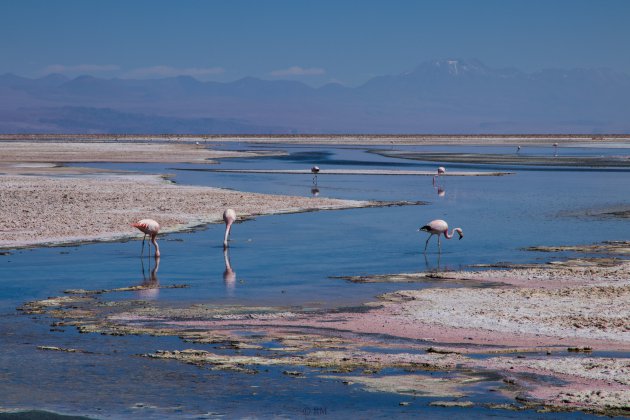 Flamingo's van dichtbij bewonderen
