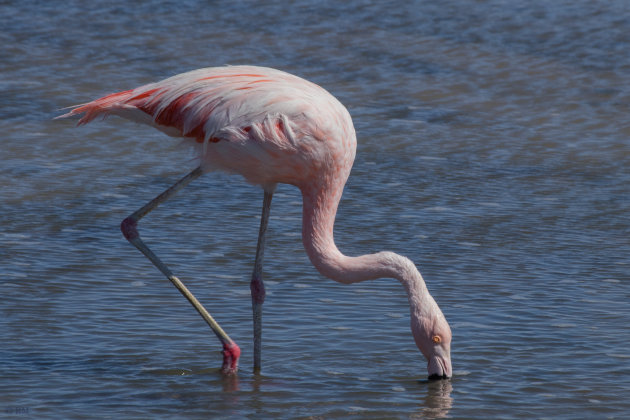 Flamingo's van dichtbij bewonderen (deel 2)