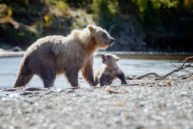 Grizzly moeder en welp