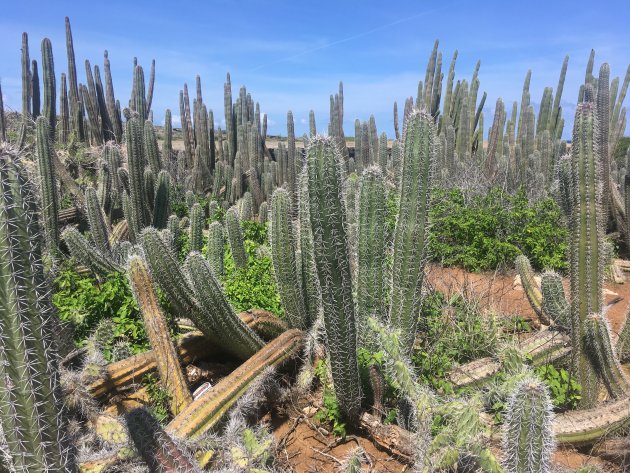 cactusvelden